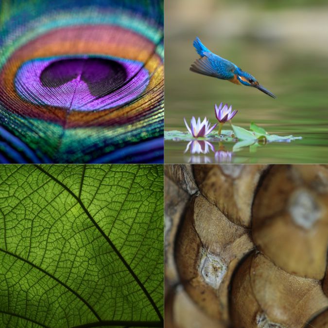 Biomimicry Beispiele